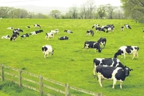 Vilico lên phương án sáp nhập GTNFoods, tham vọng làm trang trại bò