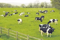 Vilico lên phương án sáp nhập GTNFoods, tham vọng làm trang trại bò