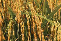 Angimex tạm hoãn trả cổ tức để dùng tiền bù đắp kinh doanh