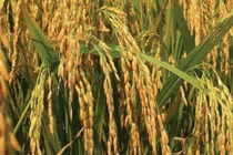 Angimex tạm hoãn trả cổ tức để dùng tiền bù đắp kinh doanh