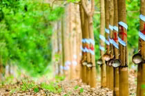 Được bồi thường 156 tỷ, Cao su Phước Hòa báo lãi gấp đôi dù doanh thu giảm