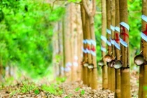 Được bồi thường 156 tỷ, Cao su Phước Hòa báo lãi gấp đôi dù doanh thu giảm