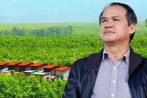 HAGL Agrico lỗ thêm 118 tỷ đồng sau kiểm toán