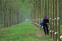 Cao su Phước Hoà báo lãi quý 4 đột biến