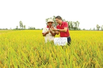 Chịu ảnh hưởng từ COVID-19, giấc mơ niêm yết của Lộc Trời bị hoãn