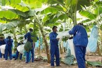 Cổ phiếu HNG tiếp tục nằm trong diện cảnh báo 