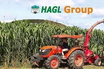 Tổng giám đốc HAGL Agrico nói gì về kết quả lỗ khủng 2.325 tỷ năm 2019?