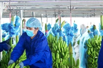 Hoàng Anh Gia Lai bị xử phạt về thuế hơn 800 triệu đồng