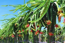 Nông nghiệp Hoàng Anh Gia Lai đã có lãi trong quý 1 nhưng còn tồn vấn đề gì?