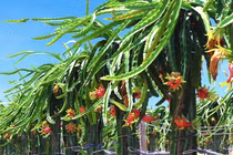 Nông nghiệp Hoàng Anh Gia Lai đã có lãi trong quý 1 nhưng còn tồn vấn đề gì?