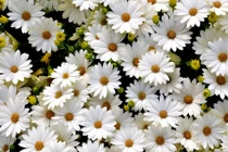 Sinh trúng tháng này khác nào “chuột sa chĩnh gạo”, giàu sang cả đời 