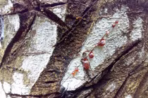 Top loài cây "quý hơn vàng ròng", số 1 đầy rẫy ở Việt Nam 