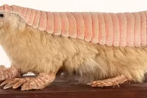 Tròn mắt kinh ngạc 10 động vật “ngoài hành tinh”... lạc đến Trái đất