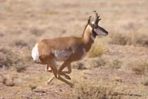 9 động vật có tốc độ nhanh nhất hành tinh: Báo còn thua xa loài này! 