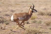 9 động vật có tốc độ nhanh nhất hành tinh: Báo còn thua xa loài này! 