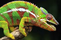 7 động vật có tuổi thọ ngắn nhất hành tinh: Giật mình 'trùm cuối'