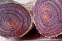 Top 10 loại gỗ quý hiếm nhất thế giới, Việt Nam cũng góp mặt