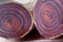 Top 10 loại gỗ quý hiếm nhất thế giới, Việt Nam cũng góp mặt