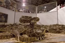 Hãi hùng lễ hội 'thảm sát' rắn đuôi chuông độc, cực nguy hiểm