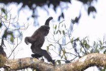Ảnh động vật tuần: Vượn nâu múa võ trên cây