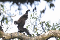 Ảnh động vật tuần: Vượn nâu múa võ trên cây
