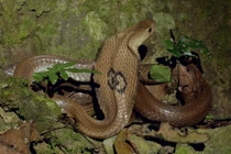 Thót tim 5 loài rắn cực độc, hay rình rập cắn người ở Việt Nam