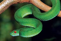 Tận mục các loài rắn cực độc ở Việt Nam, nhìn thấy nhanh tránh xa