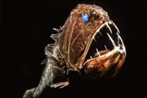 Loạt quái vật dưới đáy đại dương nhìn thôi đã thấy khiếp 