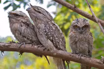 Sửng sốt 10 loài chim quý hiếm, độc lạ nhất Việt Nam