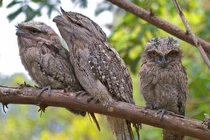 Sửng sốt 10 loài chim quý hiếm, độc lạ nhất Việt Nam