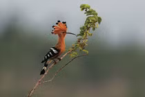 Chiêm ngưỡng 10 loài chim quý như vàng, độc lạ nhất Việt Nam