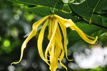 10 loài hoa thơm quyến rũ nhất hành tinh: Số 4 Chanel tin dùng 