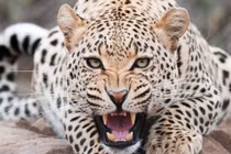 10 kỹ năng sinh tồn buộc phải nhớ khi bị thú dữ tấn công 