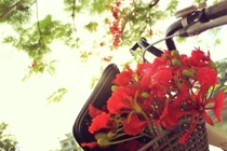 Hạ này có thật buồn không? 