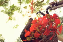 Hạ này có thật buồn không? 