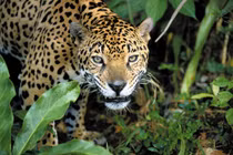 Sự khác nhau giữa báo đốm và báo hoa mai, không phải ai cũng biết