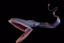 7 sinh vật biển ‘quái dị’ không thể tin là có thật