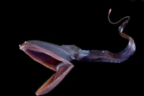 7 sinh vật biển ‘quái dị’ không thể tin là có thật