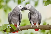 Chân dung 9 loài động vật thông minh bậc nhất hành tinh