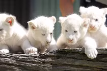 Top 10 loài động vật đắt nhất thế giới, sánh ngang tòa biệt thự