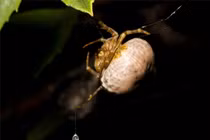 Phục lăn 10 cách săn mồi khéo léo nhất của động vật