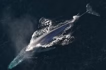 Top 7 động vật lớn nhất hành tinh, số 1 cực đáng gờm