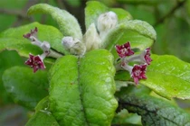 10 loài cây bất ngờ tuyệt tích, bị lãng quên trong lịch sử