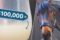Kinh ngạc thứ chất lỏng trong cơ thể ngựa giá hàng trăm tỉ đồng/lít