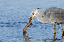 Ngỡ ngàng loài chim nhìn đẹp mê nhưng là sát thủ săn cá mập