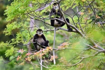 Vọoc Chà Vá chân đen núi Chứa Chan: Quý hiếm sao cần bảo tồn gấp? 