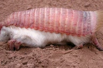 Bối rối những sinh vật khó tin nhất từng xuất hiện trên thế giới