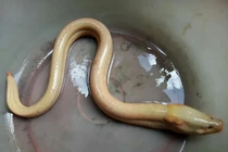 Lươn màu trắng sữa bất ngờ xuất hiện tại Cà Mau: Loài cực hiếm? 