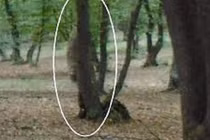 Bí ẩn không giải trong khu rừng ma quái đáng sợ nhất hành tinh