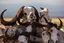 Trái đất phát báo động: Gần 40% sinh vật sắp tuyệt chủng!